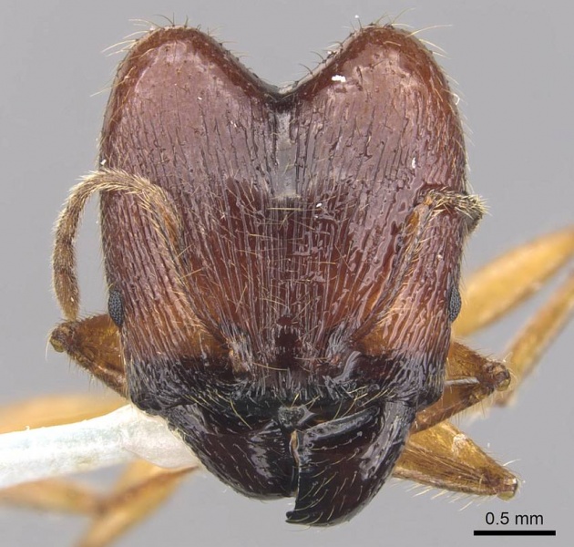 File:Pheidole magna casent0905883 h 1 high.jpg