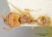 Pheidole striaticeps jtlc000014074 dorsal 1.jpg