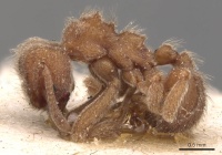 Sericomyrmex saussurei usnment00445513 p 1 high.jpg