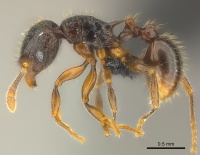 Tetramorium ambatovy casent0048186 p 1 high.jpg