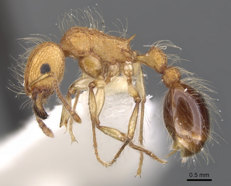 File:Tetramorium magnificum casent0901227 p 1 high.jpg