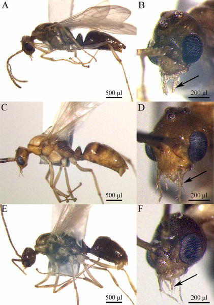 File:Yashiro et al. 2010 males.png