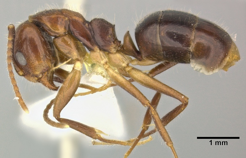 File:Dolichoderus diversus casent0246572 p 1 high.jpg