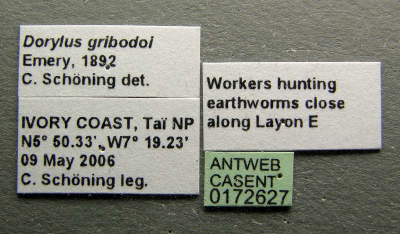 File:Dorylus gribodoi casent0172627 label 1.jpg