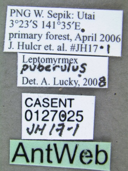 File:Leptomyrmex puberulus casent0127025 label 1.jpg