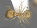 MCZ-ENT00301443 Pheidole noar had.jpg