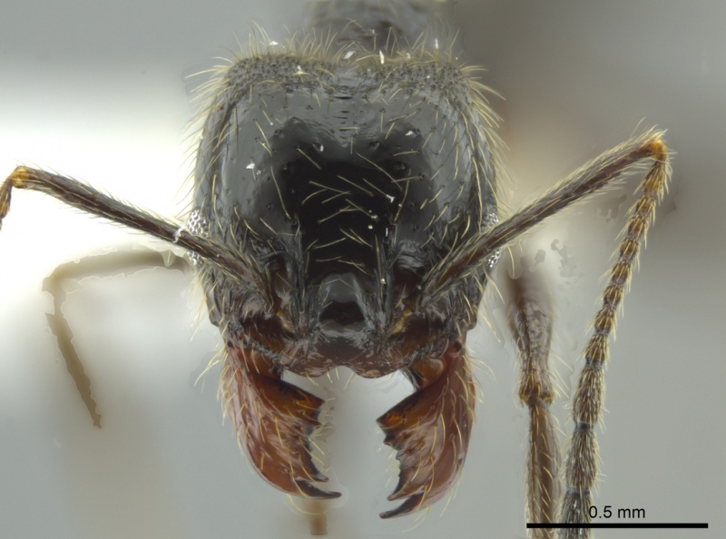 File:Pheidole cocciphaga casent0625352 h 1 high.jpg