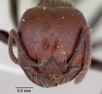 Pogonomyrmex marcusi casent0103519 head 1.jpg