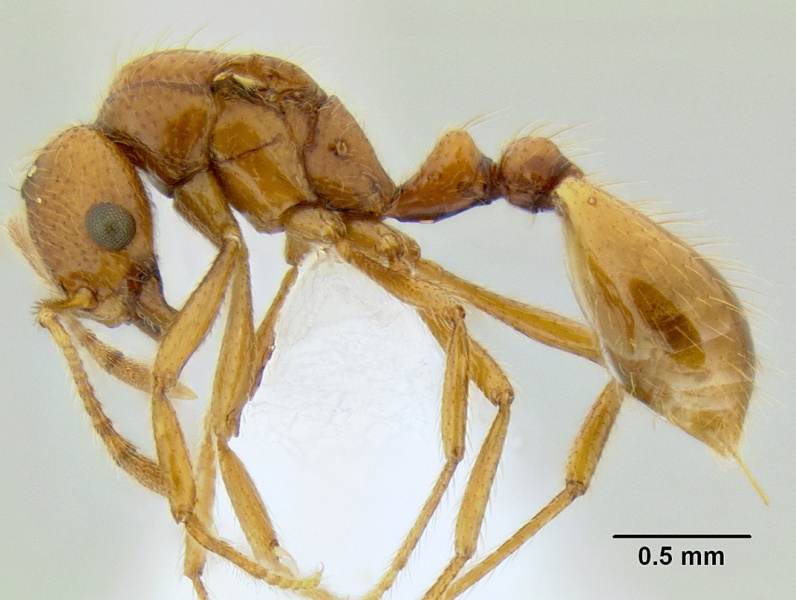 File:Solenopsis succinea casent0106271 p 1 high.jpg