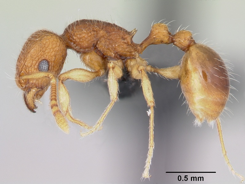 File:Tetramorium tonganum casent0103250 profile 1.jpg