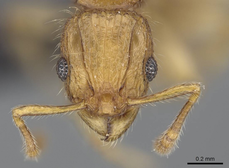 File:Vitsika acclivitas casent0044902 h 1 high.jpg