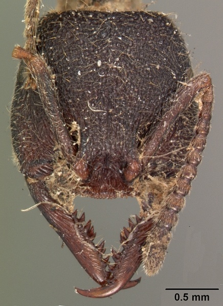 File:Amblyopone bellii casent0102187 head 1.jpg