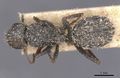 Camponotus auropubens jacob casent0911823 d 1 high.jpg