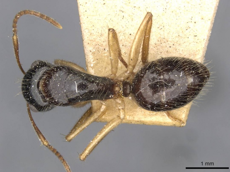 File:Camponotus lownei casent0910390 d 1 high.jpg