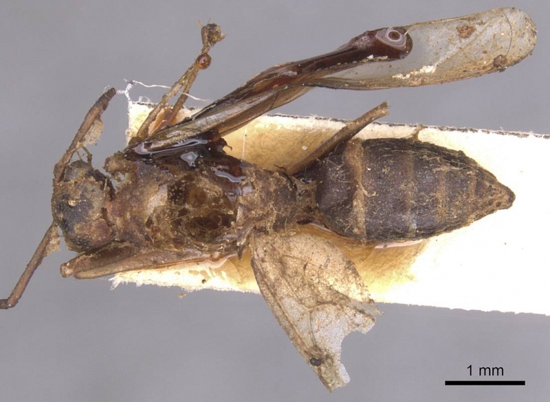 File:Camponotus pallens casent0913697 d 1 high.jpg