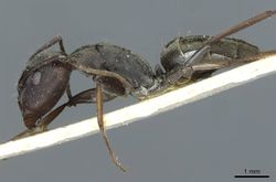 Camponotus vestitus lujai casent0911784 p 1 high.jpg