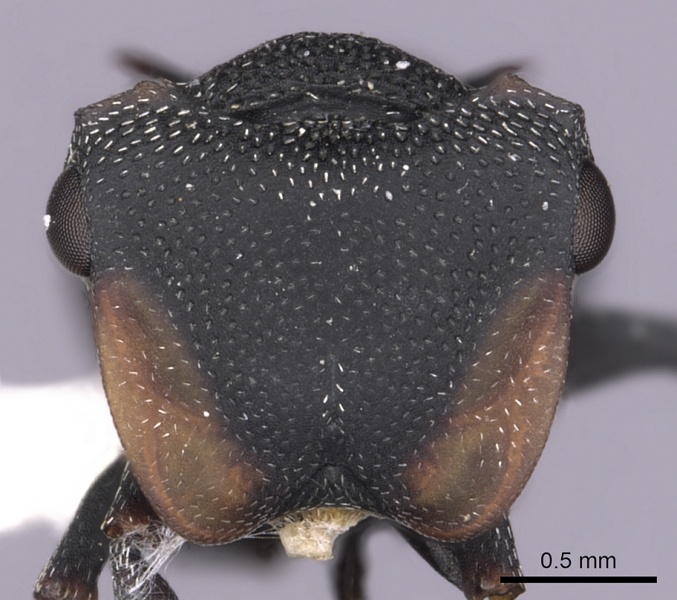 File:Cephalotes columbicus H casent0627935.jpg