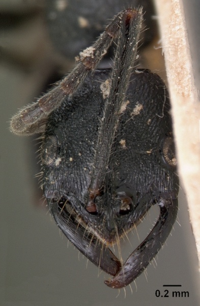 File:Leptogenys antongilensis casent0102016 head 1.jpg