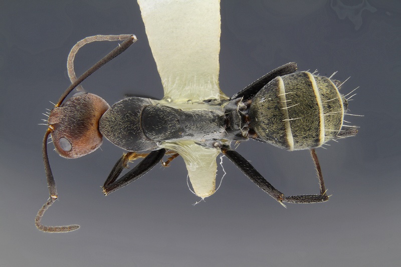 File:MCZ ENT Camponotus MOZ 003 sp3 had.jpg