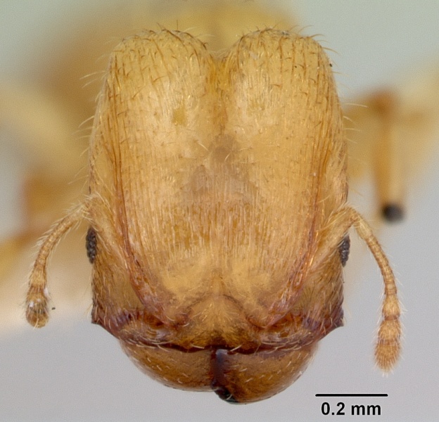 File:Pheidole mera casent0172698 head 1.jpg