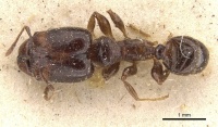 Pheidole rhinoceros casent0610061 d 1 high.jpg