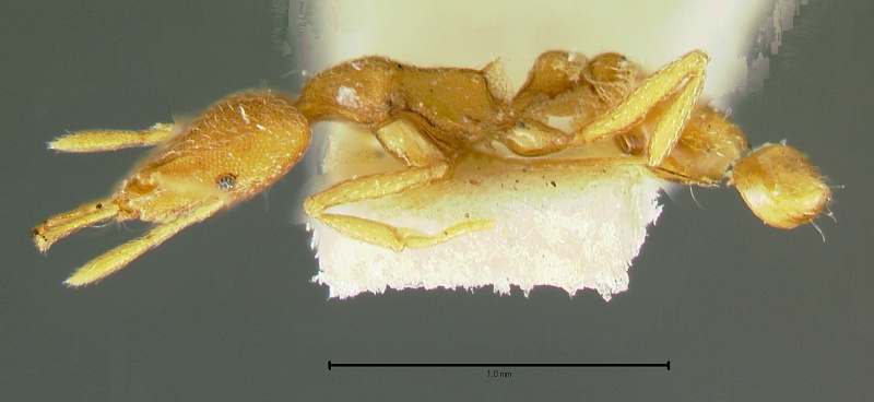 File:Strumigenys-phytibiaL5x.jpg