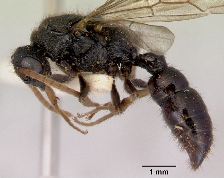 File:Amblyopone australis casent0172246 profile 1.jpg