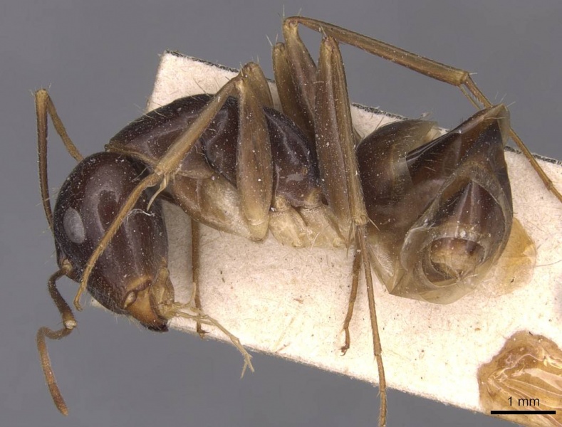 File:Camponotus palpatus casent0905227 p 1 high.jpg