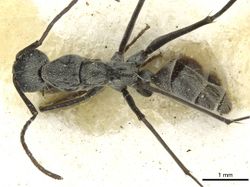 Camponotus vestitus bombycinus casent0911782 d 1 high.jpg