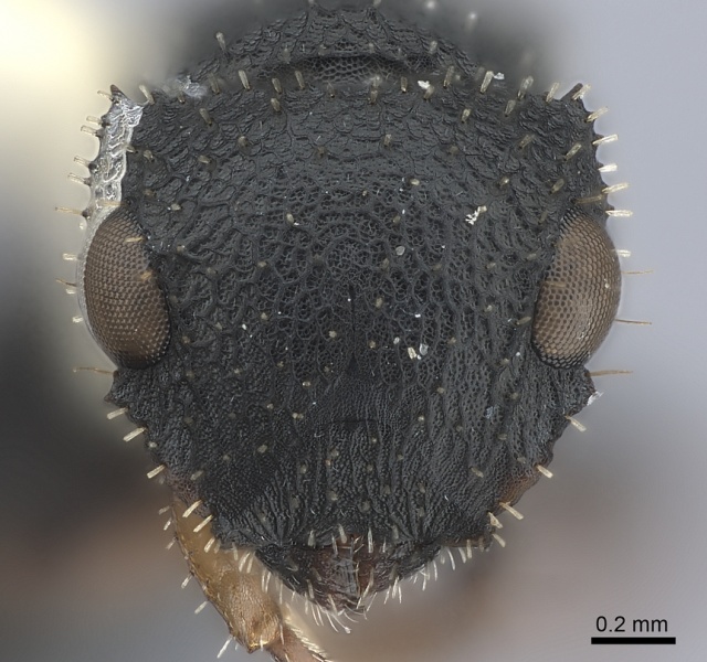 File:Cataulacus granulatus H casent0217823.jpg