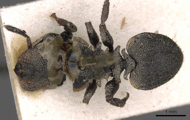 File:Cephalotes cordatus D casent0900245.jpg