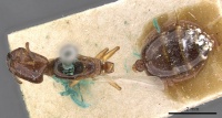 Crematogaster eurydice casent0908596 d 1 high.jpg