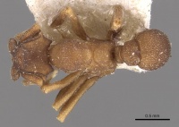 Cyphomyrmex bicornis casent0909373 d 1 high.jpg