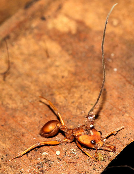 File:Daceton armigerum infected by Ophiocordyceps dacetini. (Photo by João P. M. Araújo).jpg