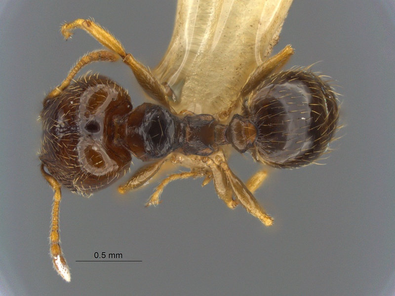 File:MCZ ENT Pheidole MOZ sp1 cf kitschueri had.jpg