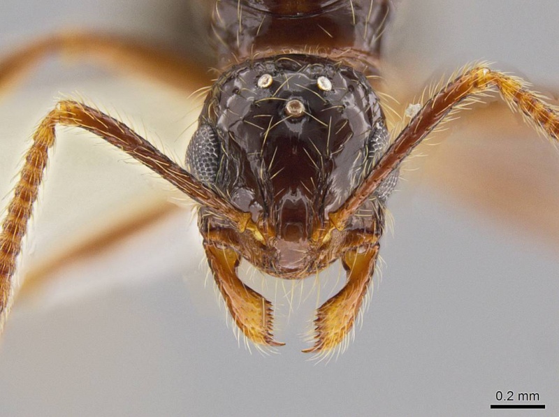 File:Megalomyrmex mondaboroides casent0631025 h 1 high.jpg