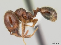 Pheidole gertrudae casent0178028 profile 1.jpg