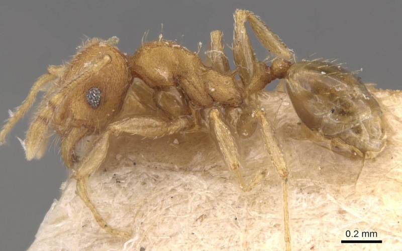 File:Pheidole parva casent0907992 p 1 high.jpg