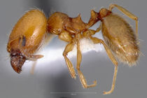 Pheidole yaqui casent0005775 profile 1.jpg