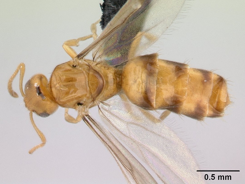 File:Plagiolepis alluaudi casent0109641 dorsal 1.jpg