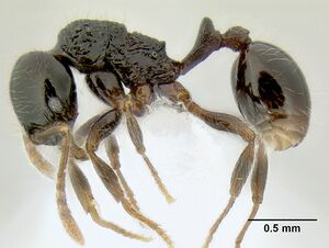 Stenamma lobinodus casent0605814 p 1 high.jpg