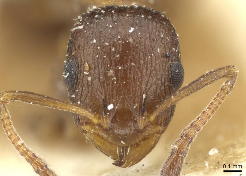 File:Temnothorax flavispinus casent0912934 h 1 high.jpg