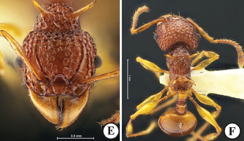 File:Acanthomyrmex crassispinus F7ef.jpg