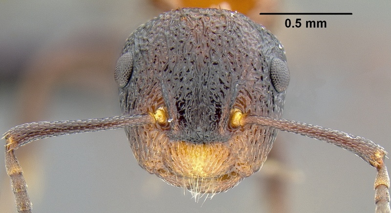 File:Camponotus bryani casent0171158 h 2 high.jpg