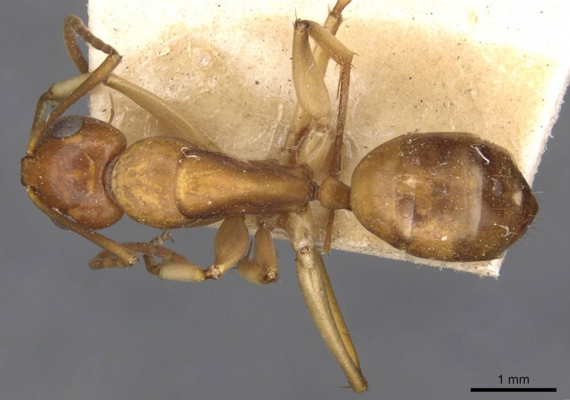 File:Camponotus gibbinotus casent0910384 d 1 high.jpg