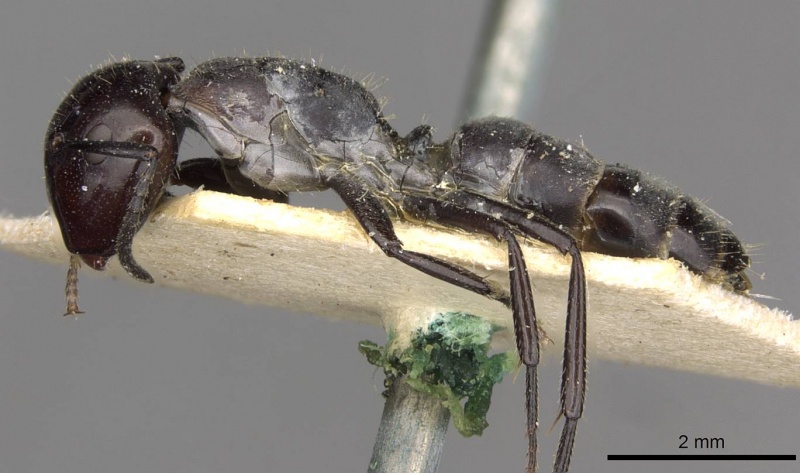 File:Camponotus kutteri casent0910520 p 1 high.jpg