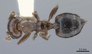 Crematogaster rossi casent0217853 d 1 high.jpg