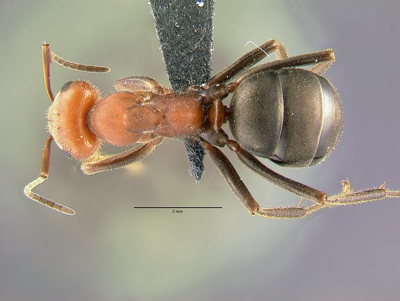 File:Formica-obscuriventris-MCZ001D.jpg