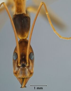 Leptomyrmex rothneyi ANIC32-062460 head 16-Antwiki.jpg