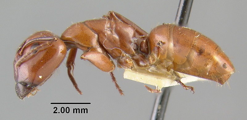 File:MCZ-ENT00021535 Camponotus schaefferi hal.jpg